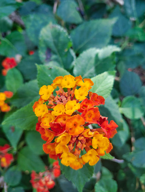 Botanical Garden Tenerife: The Garden of Eden in Puerto de la Cruz