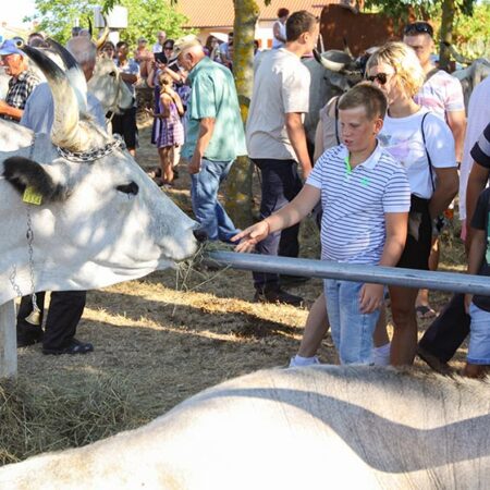 Istrian Ox Whisperer Reveals the Secret of the Largest Boskarin