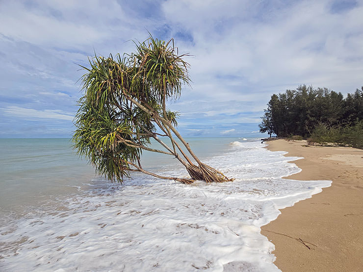 Shallow wave passing over the sandy Bang Muang Beach, with a lonely tree sticking out slantwise; Khao Lak, Thailand, photo by Ivan Kralj.