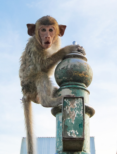 A young long-tailed macaque on a pole, with a surprised facial expression, in Lobpburi, Thailand's Monkey City; photo by Ivan Kralj.