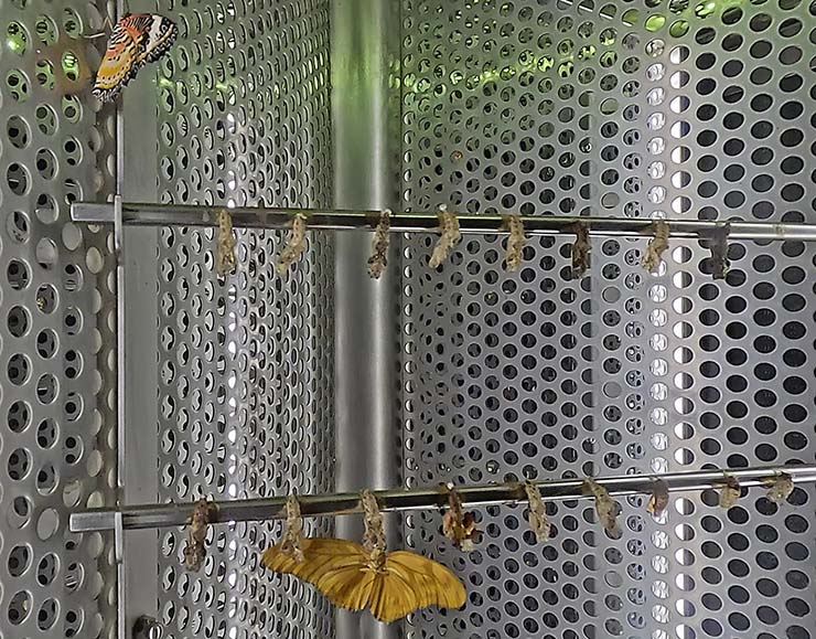 Emergence cage in Butterfly Garden at Singapore Changi Airport, Terminal 3; photo by Ivan Kralj.