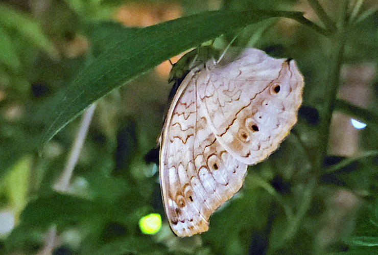 Butterfly sleeping upside down at Butterfly Garden, inside Singapore Changi Airport, Terminal 3; photo by Ivan Kralj.