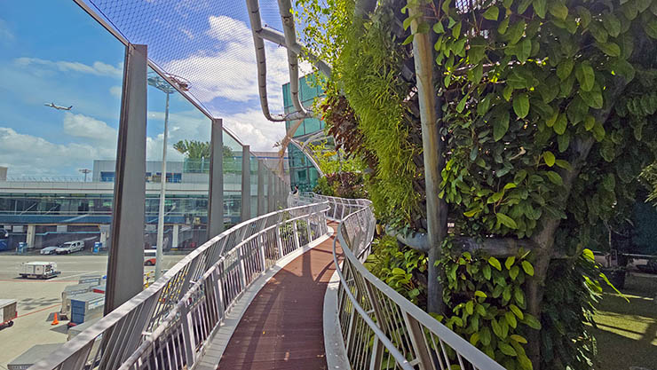 Raised pathway meandering around foliage-covered steel trees in Discovery Garden, on the roof of Singapore Changi Airport's Terminal 1, with a visitor observing a plane taking off; photo by Ivan Kralj.