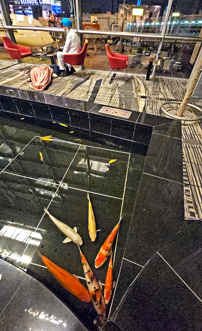 Koi fish sleeping in the corner of their pond, while a passenger is sleeping on the floor at Singapore Changi Airport, Terminal 3; photo by Ivan Kralj.