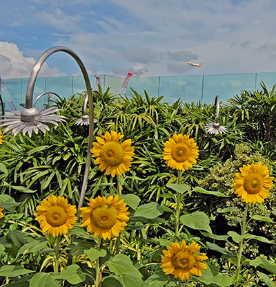 Sunflower Garden on the roof of the Singapore Changi Airport's Terminal 2, with a plane flying above; photo by Ivan Kralj.